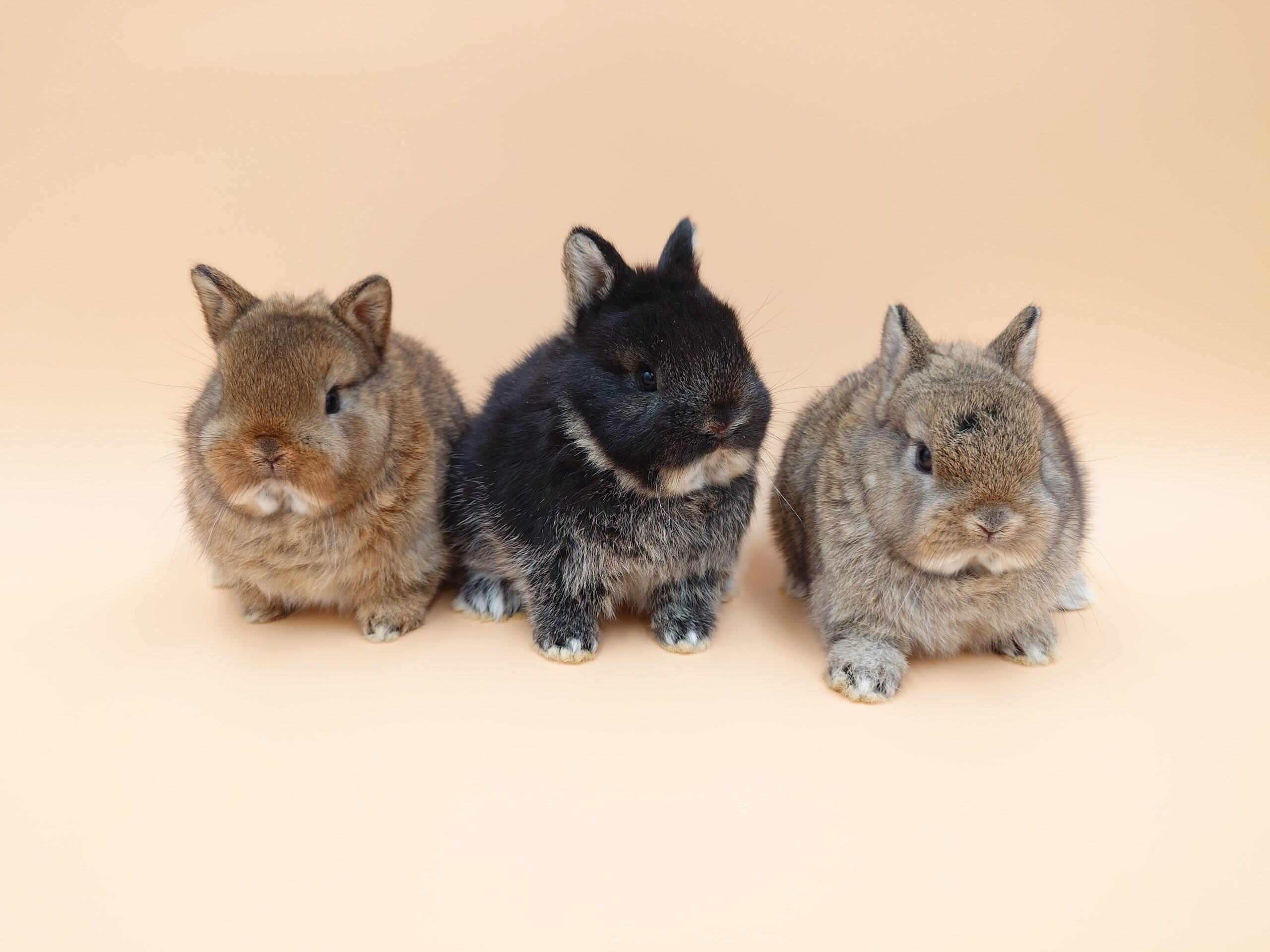 2点セットに変更　ネザーランドドワーフ様 2点セットに変更 ネザーランドドワーフ様 2点セットに変更