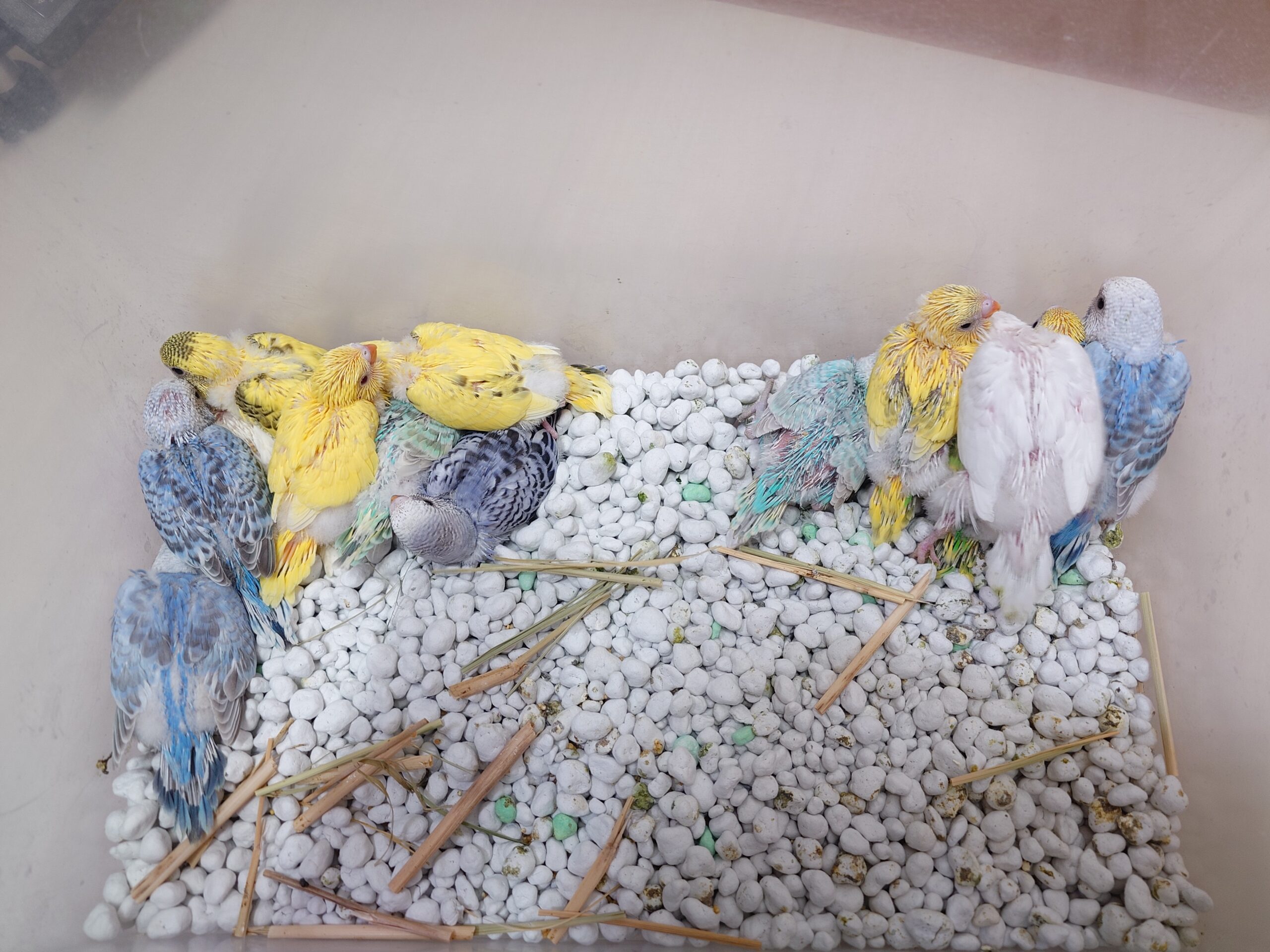 羊毛フェルトのインコ オーダーメイド | TanoMake(タノメイク
