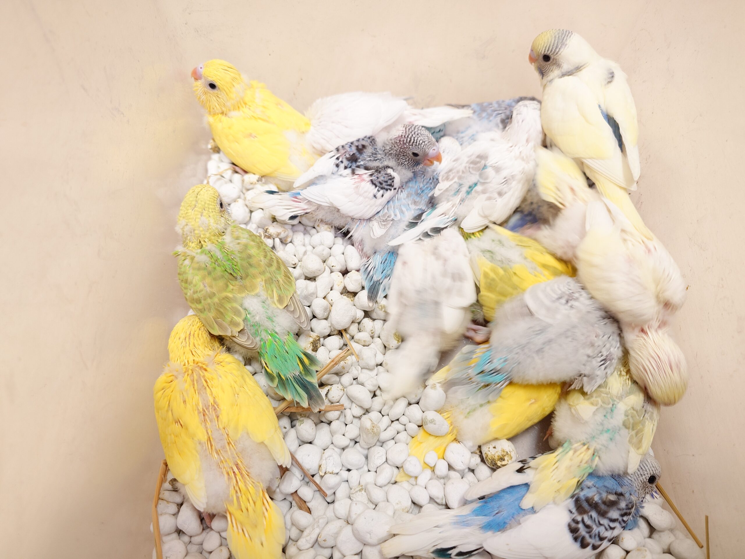 セキセイインコ雛 | 谷美鳥園