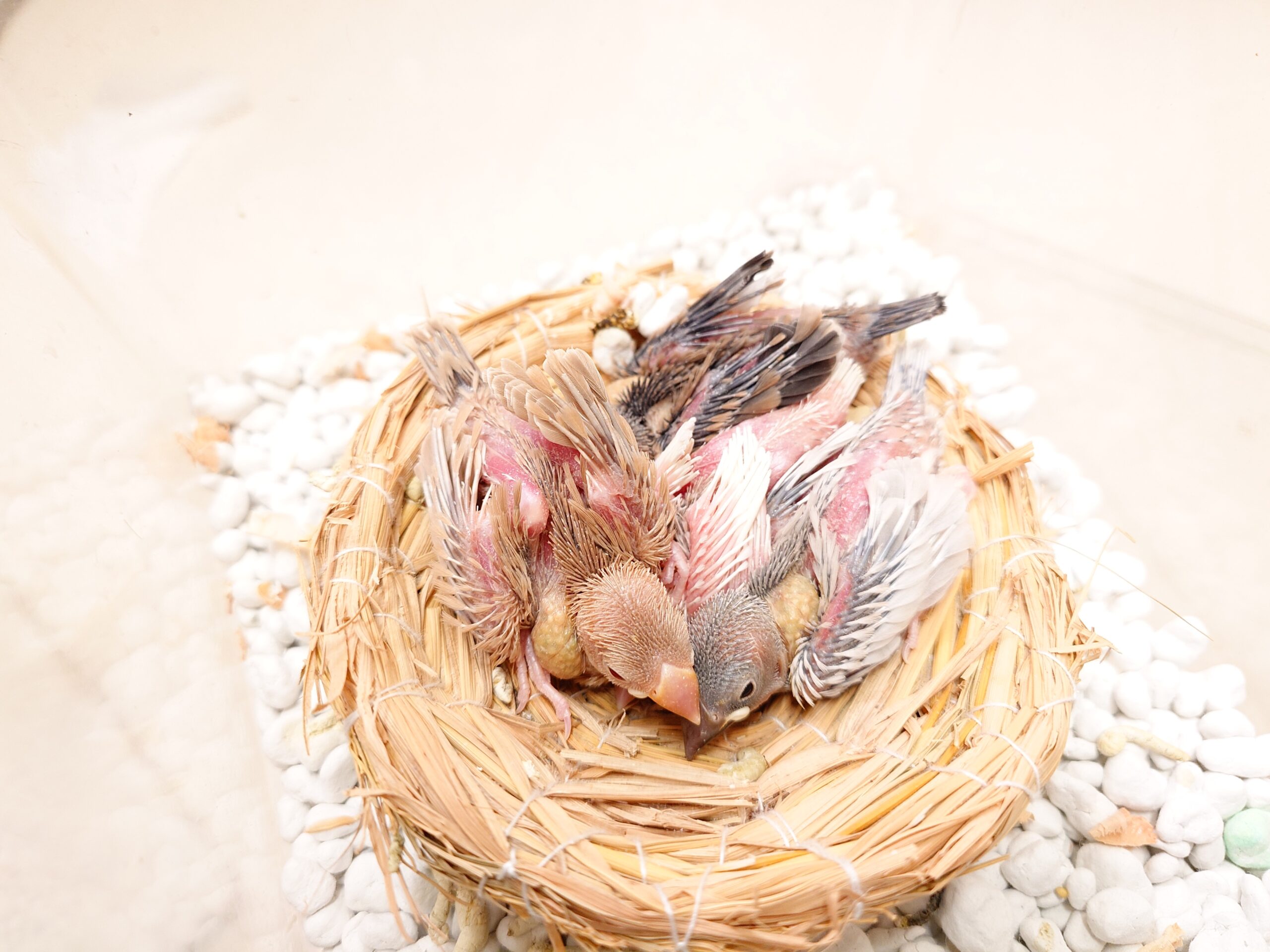 文鳥雛＆セキセイインコ雛入荷！ | 谷美鳥園