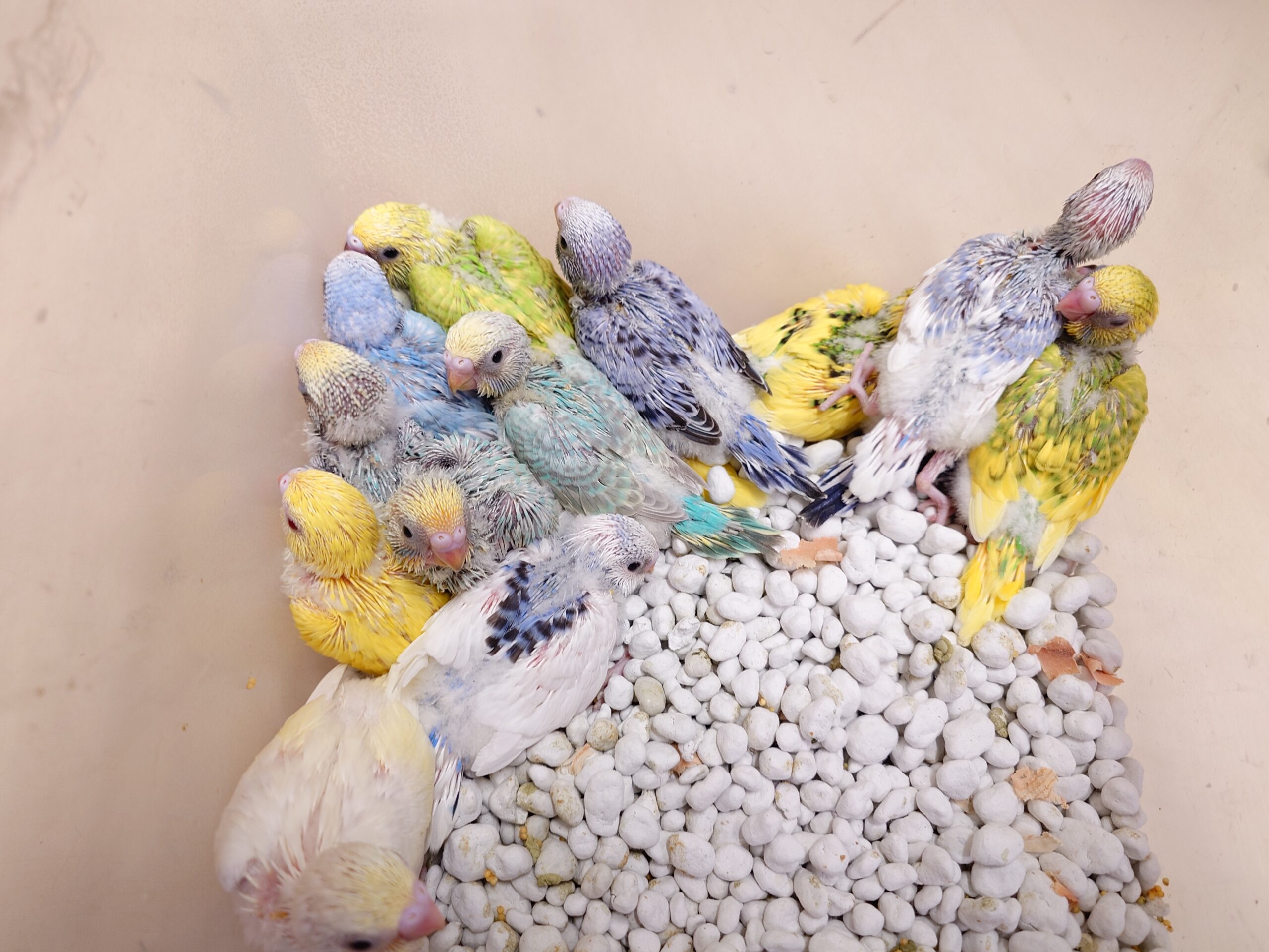 専用】未使用 コンコンブル インコ雛 セキセイ オカメ セット インコ