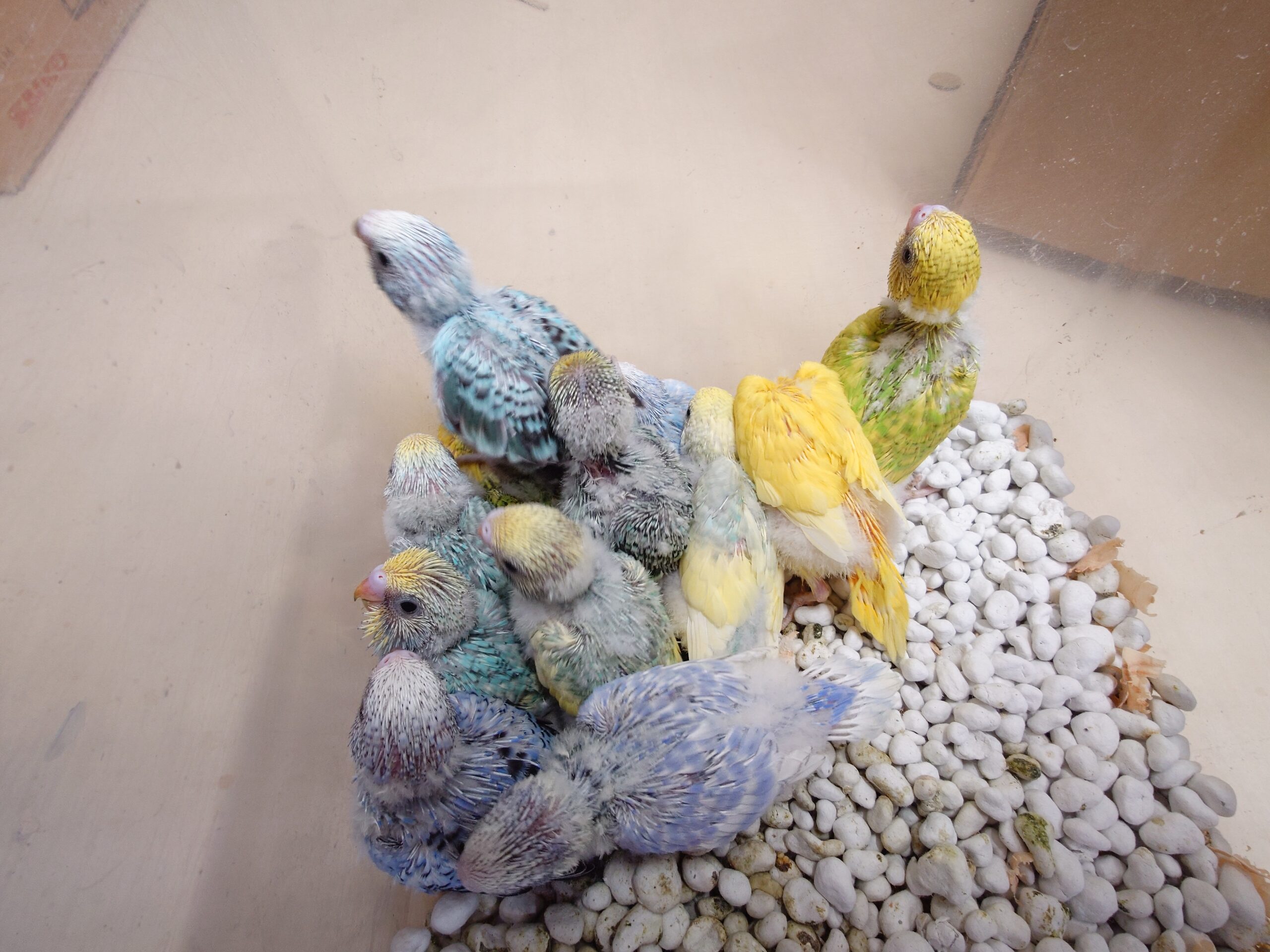 文鳥＆セキセイインコ雛入荷 | 谷美鳥園
