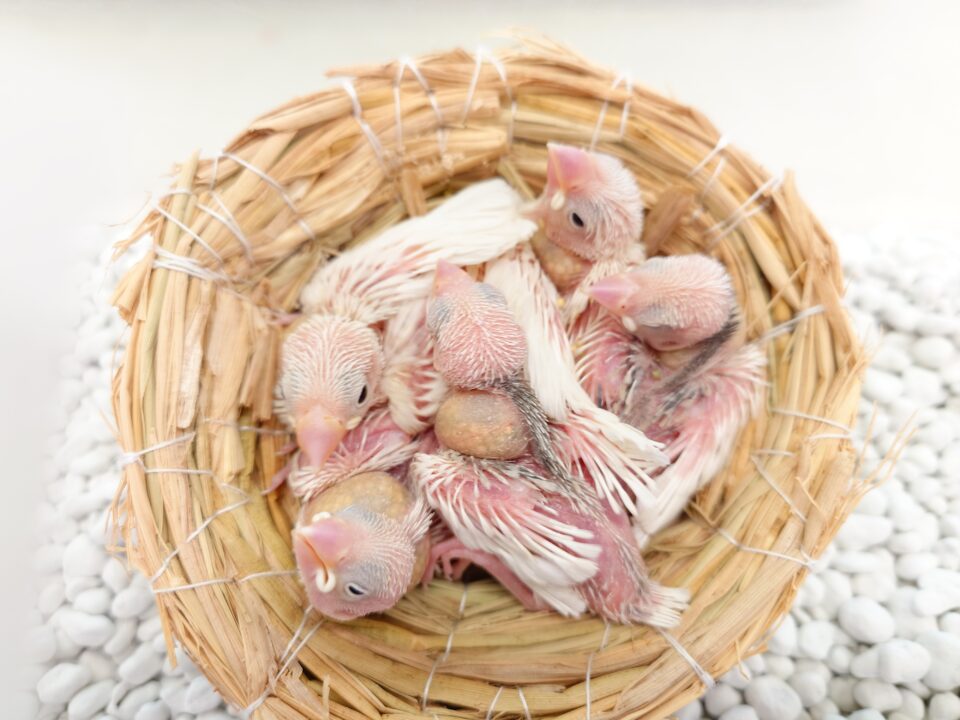 オカメインコ・セキセイインコ・文鳥・コザクラインコ・ボタンインコ入荷 | 谷美鳥園