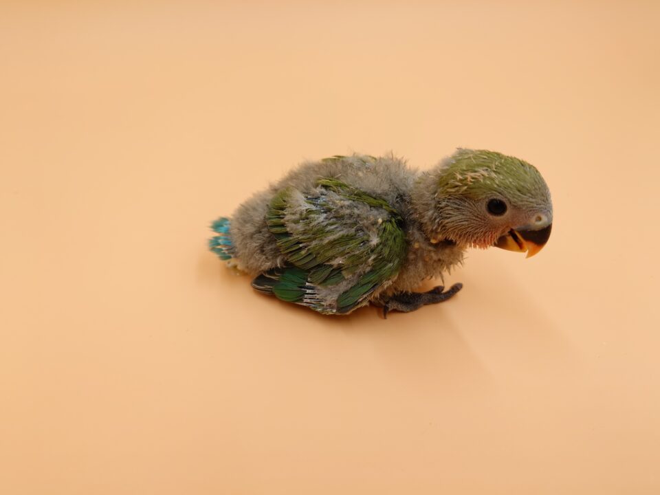 オカメインコ・セキセイインコ・文鳥・コザクラインコ・ボタンインコ入荷 | 谷美鳥園