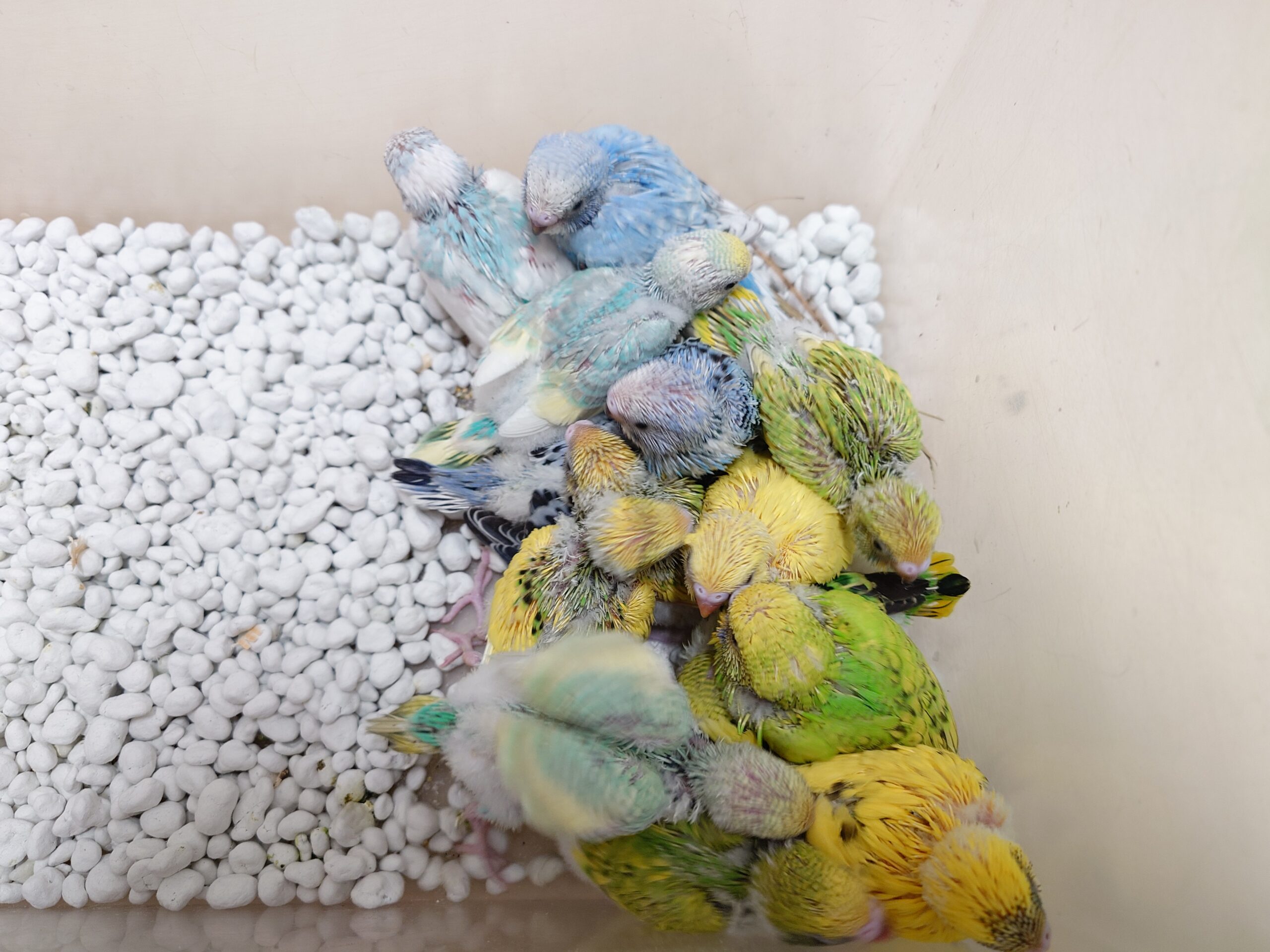 マイセン　インコ　プラーク　トニトコ　東さ7-0304☆2F ユーロクラシクス｜マイセン 世界限定品 証明書付き