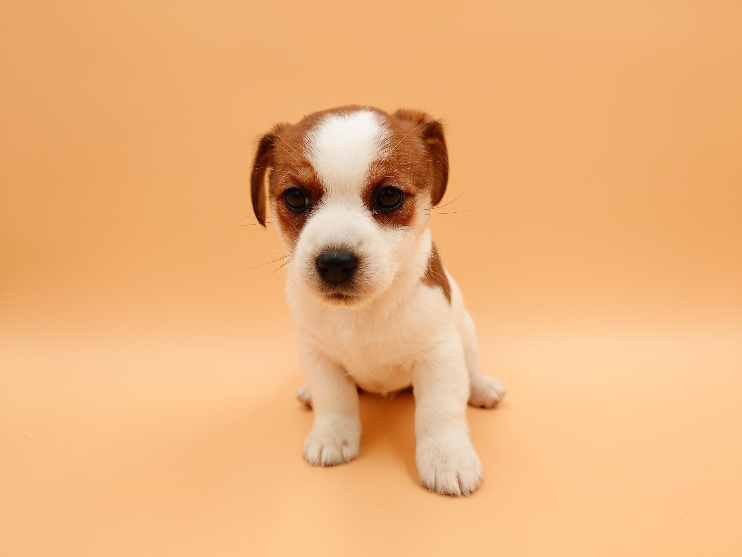 ３匹　ヴィンテージ　ベスウィック　ジャックラッセルテリア　1955−72年 3匹ヴィンテージベスウィックジャックラッセルテリア1955−72年