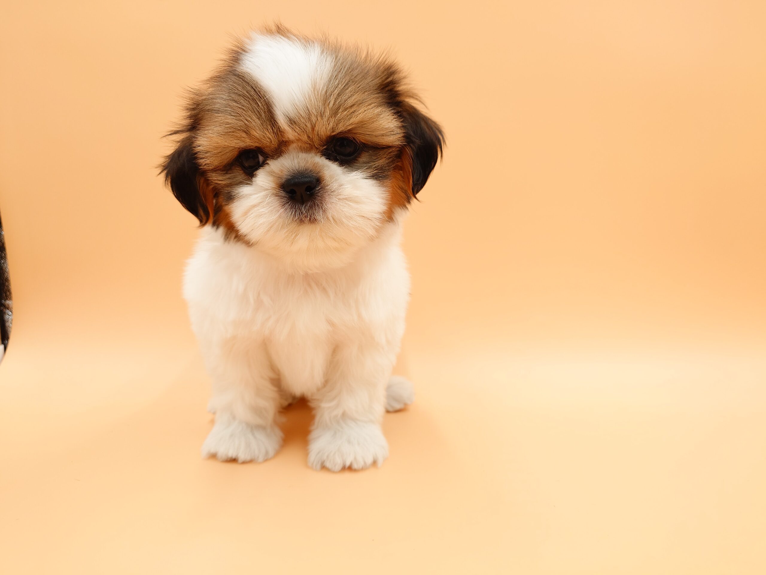 創美社 レトロ 犬 シーズー 20250602_182941-scaled.jpg