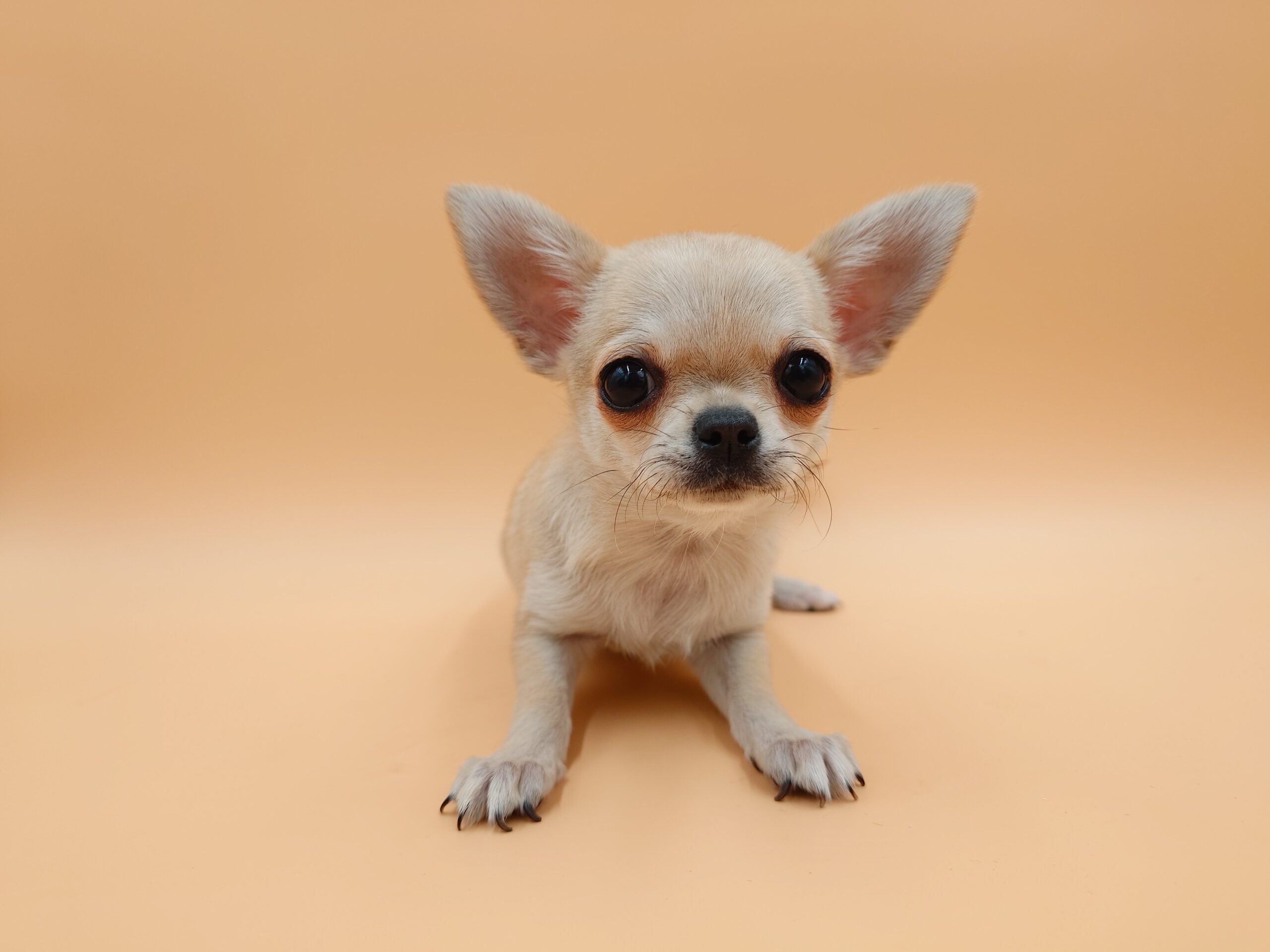 チワワ チワワ | 谷美鳥園