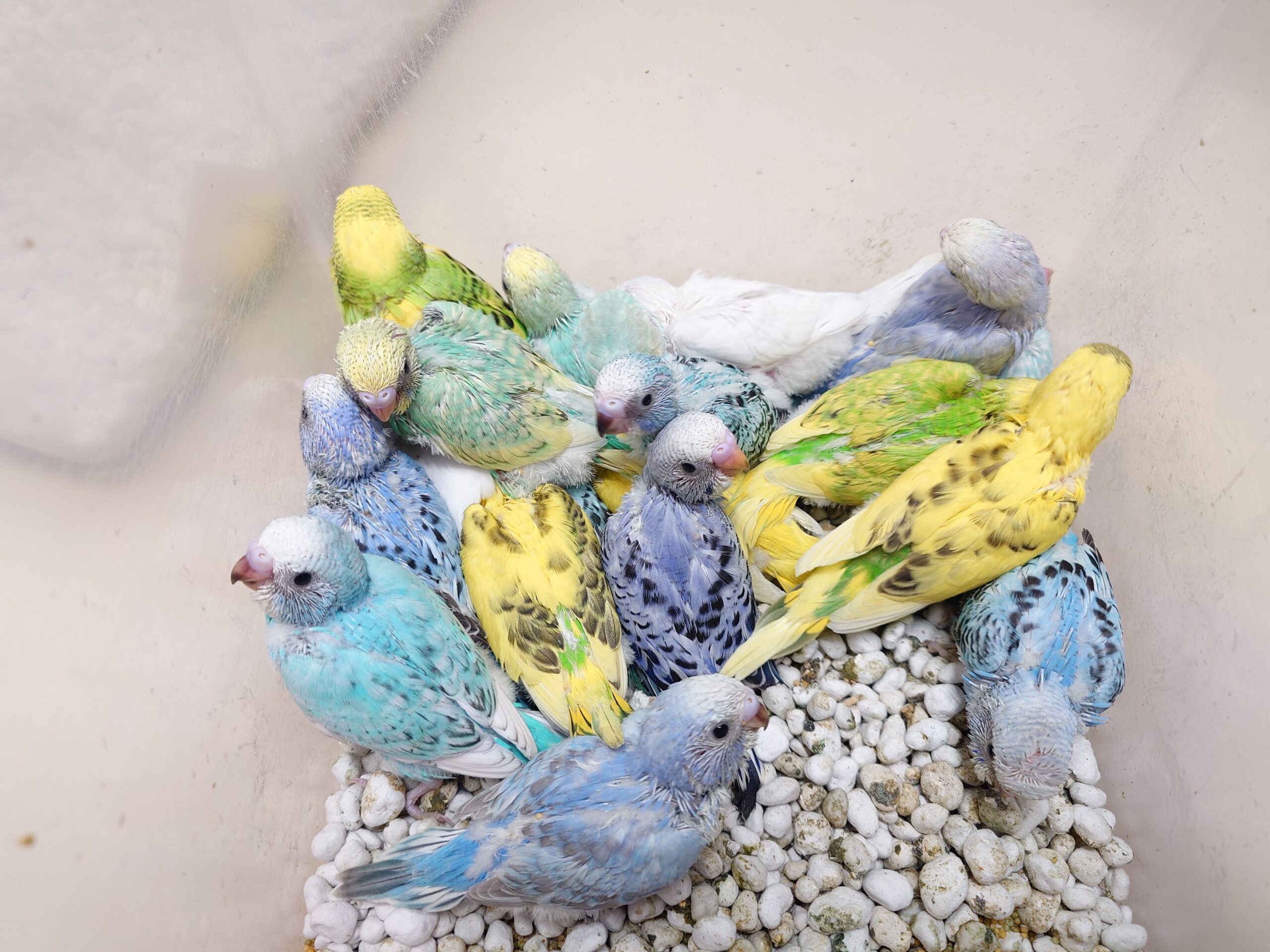 小鳥のオカリナ 小鳥のオカリナ