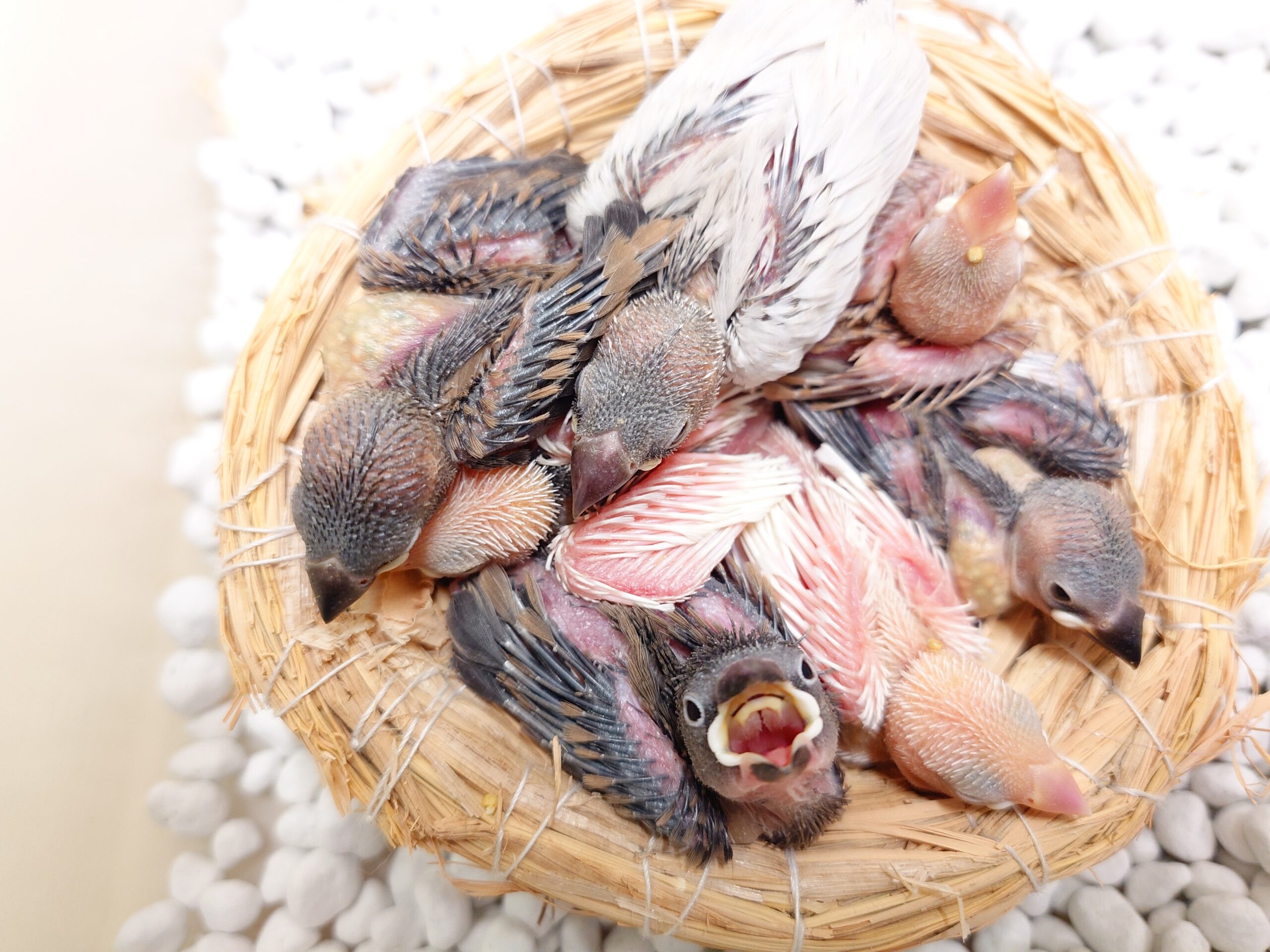 小鳥入荷情報 | 谷美鳥園